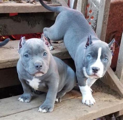 oh yes i can get a nother one too. Pit Puppies, Pitbull Puppies, Cute ...