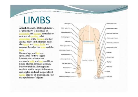 Bones of human body.pdfx