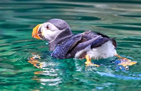 Puffin - Description, Habitat, Image, Diet, and Interesting Facts