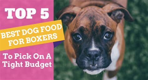 Top 5 best dog food for boxers to pick on a tight budget.