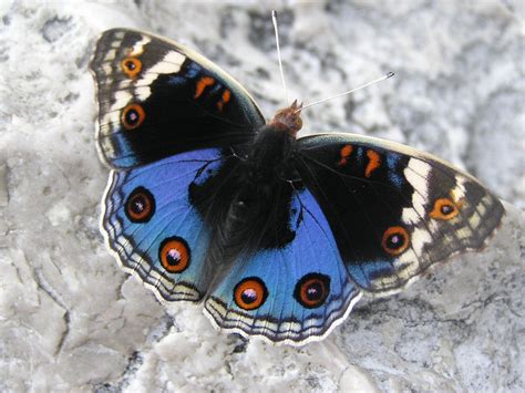 Junonia orithya [Blue-Pansy Butterfly] | Pansies, Butterfly, Moth