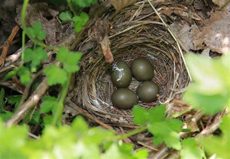 Nest of Common Nightingale | Luscinia megarhynchos is a smal… | Flickr