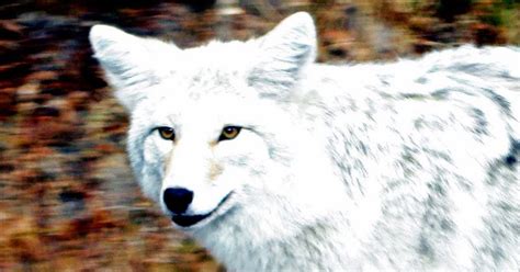 White Wolf : White-y coyote: Newfoundland animal profiled in National ...