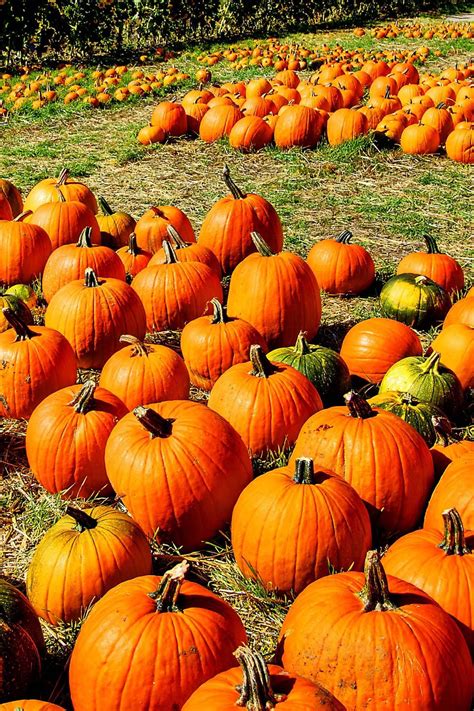 37 Best Pumpkin Farms Near Me 2023 - Pumpkin Picking Near Me