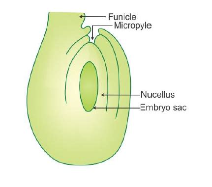 Draw a diagram of a section of a megasporangium of an angiosperm and label funiculus, Micropyle ...