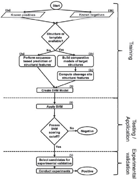 Figure 1 from Structural Bioinformatics Prediction of Protease Substrates Using Sequence and ...