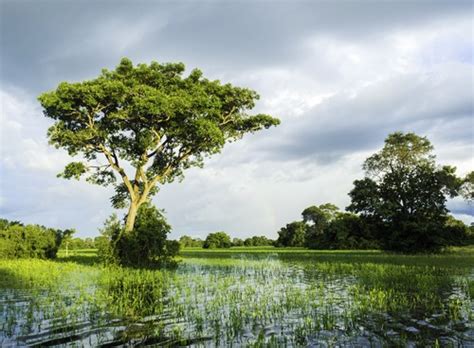 Pantanal - Biomas - InfoEscola