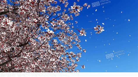 Cherry Blossom Falling Petals Slow Motion Stock video footage | 11364932