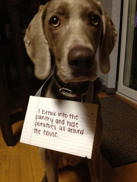 The 27 Naughtiest Dogs In The World (Hilarious Dog Shaming Gallery)