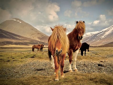 The Unique and Dependable Icelandic Horses