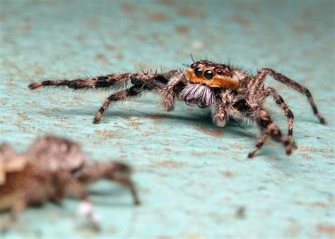 Courtship Behavior of a Male Platycryptus undatus Jumping Spider - YouTube