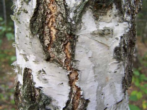 How to identify the Silver birch tree (Betula pendula) in a few easy steps