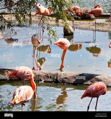 flock of American Flamingo and Greater Flamingo outdoors Stock Photo ...