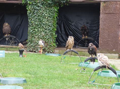 Blakemere Craft Centre - Cheshire Falconry - Bird of Prey … | Flickr