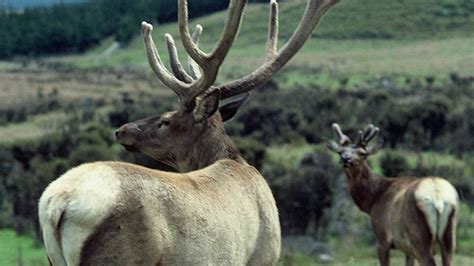 Wapiti deer hunting: What to hunt