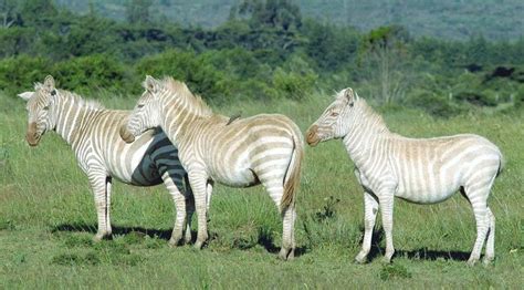 Zebras | Zebras, Rare animals, Albino animals