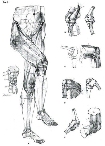 Pin by Zie on Drawings Anatomical Figure References | Anatomy sketches, Human anatomy drawing ...