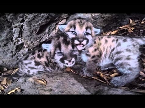 Meet these two adorable mountain lion cubs in the Santa Monica Mountains