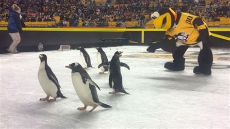 The Penguins mascot getting friendly with real penguins is too cute - Article - Bardown