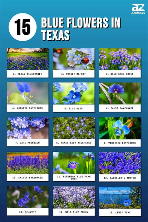 Identification Guide for Blue Wildflowers in Texas – Nature Blog Network