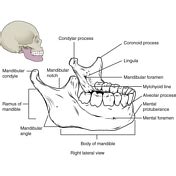 Mandible Anatomy