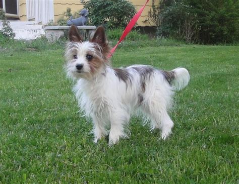 AKC Parti Yorkie Male for Sale | Puppies For Sale