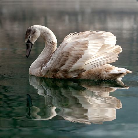 Swan_Underwater on Behance