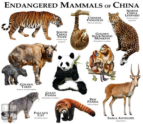 Endangered Mammals of China | Djur