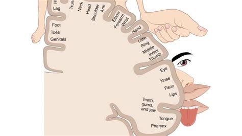 Cortical Homunculus - Your motor and sensory map | Homunculus, Map, Sensory