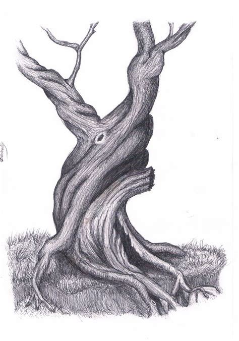 Old Tree Drawing | Oak tree drawings, Tree drawings pencil, Tree drawing