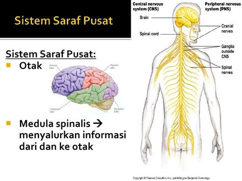 Overview sistem saraf