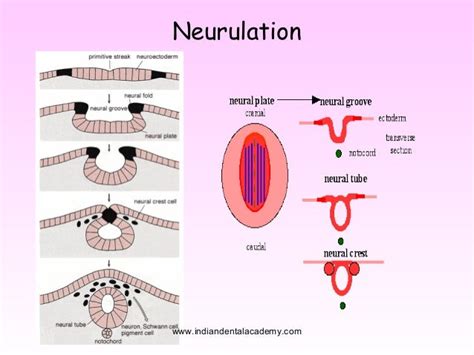 Neural crest cell