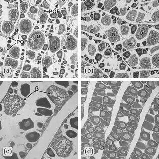 Sardina pilchardus sardina. Light microphotographs of oocytes at... | Download Scientific Diagram