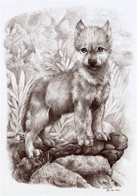 wolf cub | Wolf sketch, Wolf drawing, Animal drawings