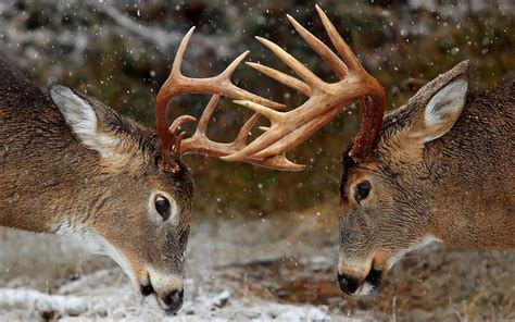 Camo Deer Wallpapers (44+ images)