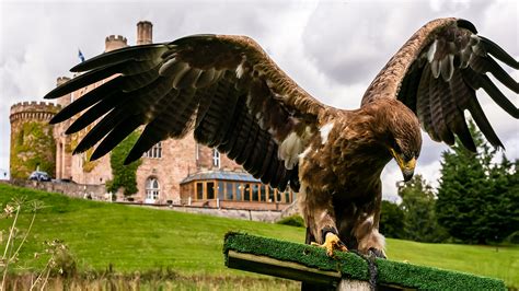 Falconry - Dalhousie Castle - Luxury Castle Hotel in Scotland