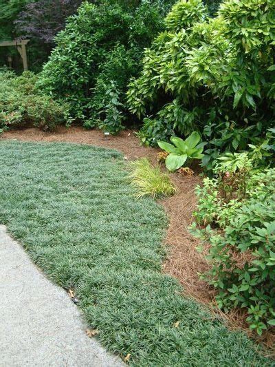 I'm seriously thinking of planting dwarf mondo grass in my entire yard ...