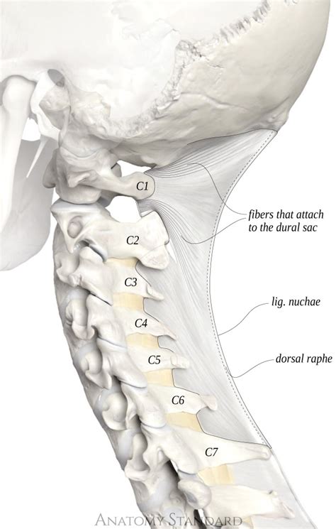 The Joints of the Spine: The Nuchal, Supraspinal & Interspinal Ligaments