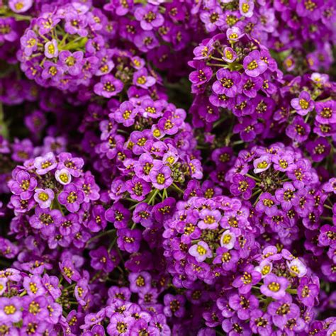 Violet Knight® - Sweet Alyssum - Lobularia maritima | Proven Winners