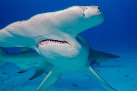 Florida's Hammerhead Sharks Suffer Severe Population Decline