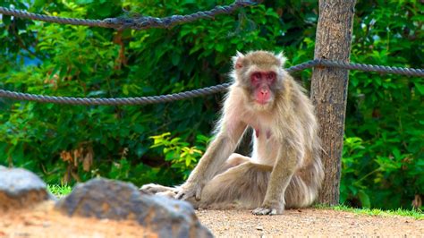 Arashiyama Monkey Park - Kyōto - Tourism Media