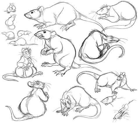 Rat Drawing Reference and Sketches for Artists