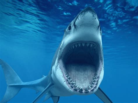 Shark Attack At Your CA Beach: How Likely Is It To Happen? | Across ...