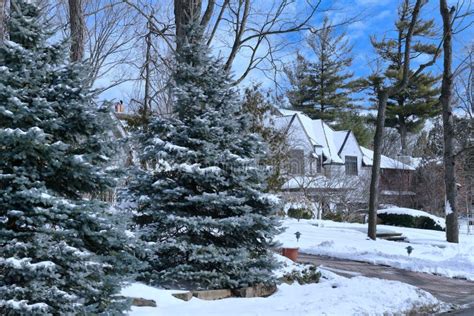 Residential Street with Snow Covered Pine Trees Stock Image - Image of yard, spruce: 270476747