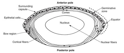 Lens Anatomy - The Cataract Course