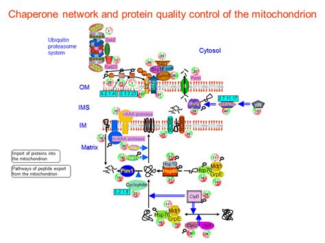 Chaperone network and protein quality control of the mitochondrion