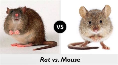 What Is The Difference Between Rat And Mouse?