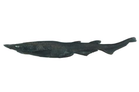 Demon catshark species identified thanks to weird mystery eggs | New ...