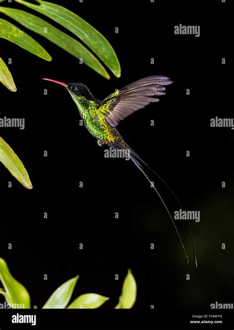 A male Red-billed Streamertail hummingbird (Trochilus polytmus) in ...