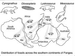 Fossil Evidence - Continental Drift